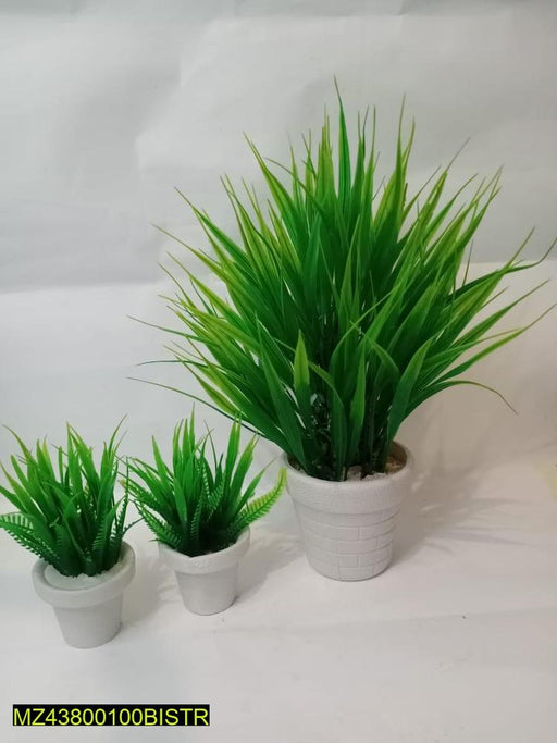 Mini Indoor Plants, Pack Of 3