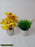 Plastic Artificial Plant For Decoration